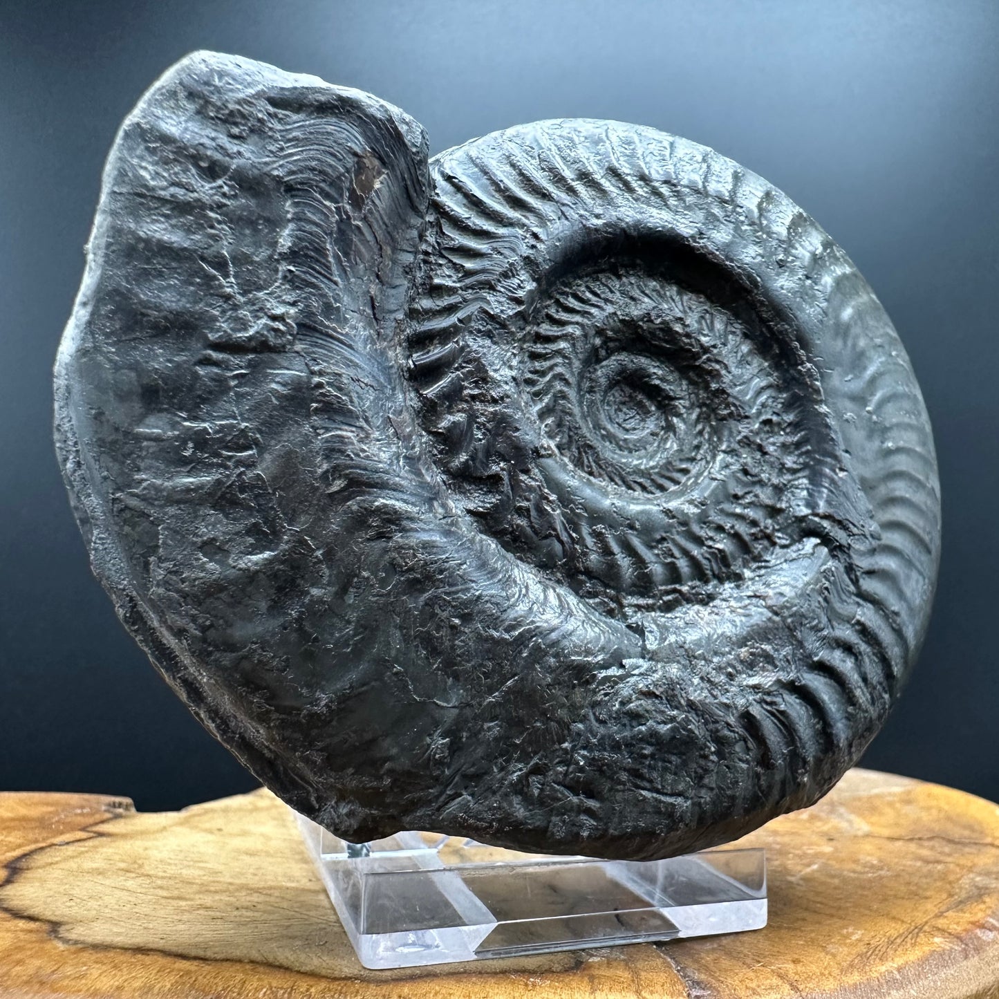 Hildoceras lusitanicum Ammonite fossil with stand - Whitby, North Yorkshire, Jurassic Coast, Yorkshire Fossils from the Jurassic Coast