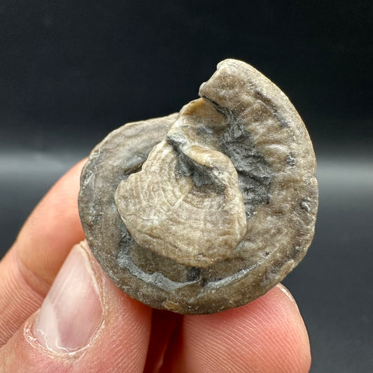 Gastropod Shell Fossil With Box And Stand - Whitby, North Yorkshire, Jurassic Coast, Yorkshire Fossils