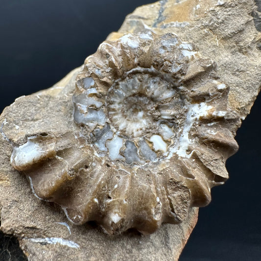Androgynoceras capricornus Ammonite Fossil With Stand - Whitby, North Yorkshire Jurassic Coast Yorkshire Fossils