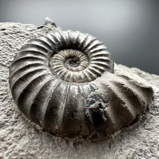Aegasteroceras sagittarium ammonite fossil with box and stand - Whitby, North Yorkshire Jurassic Coast Yorkshire Fossils