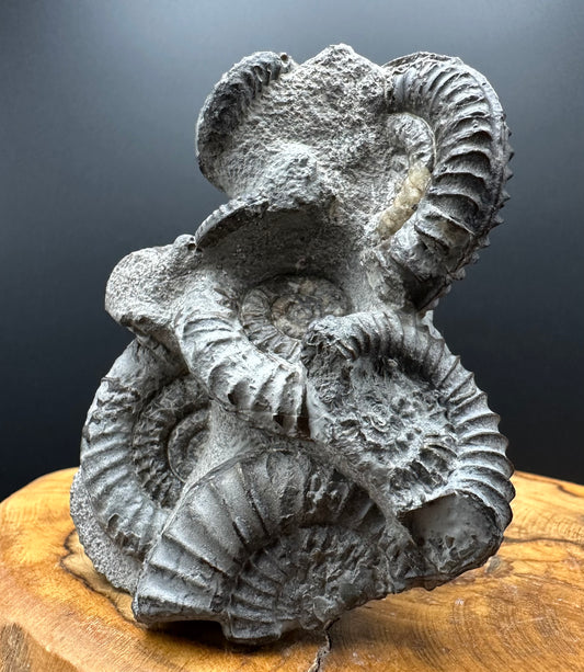 Arnioceras ammonite shell fossil with box and stand - Whitby, North Yorkshire Jurassic Coast Yorkshire Fossils