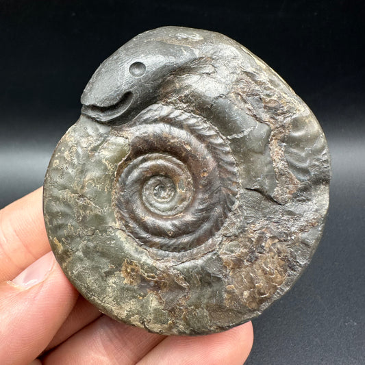 Snakestone Ammonite Fossil With Bag/Box And Stand - Whitby, North Yorkshire Jurassic Coast Yorkshire Fossils