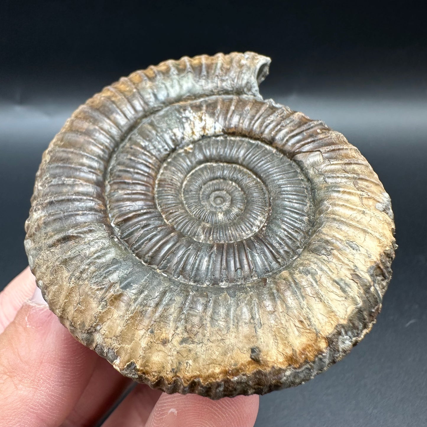 Fully Shelled Dactylioceras Ammonite Fossil With Box And Stand - Whitby, North Yorkshire Jurassic Coast Yorkshire Fossils