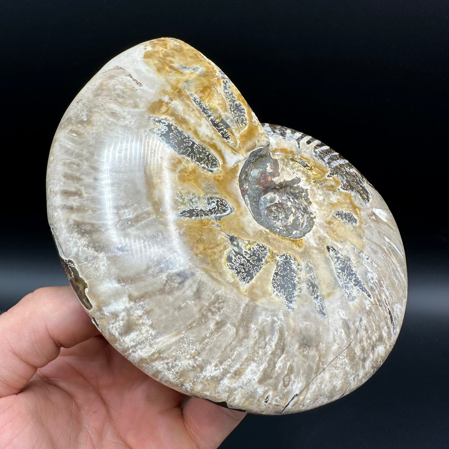 Cleoniceras Ammonite Fossil With Stand - Cretaceous Ammonite Madagascar