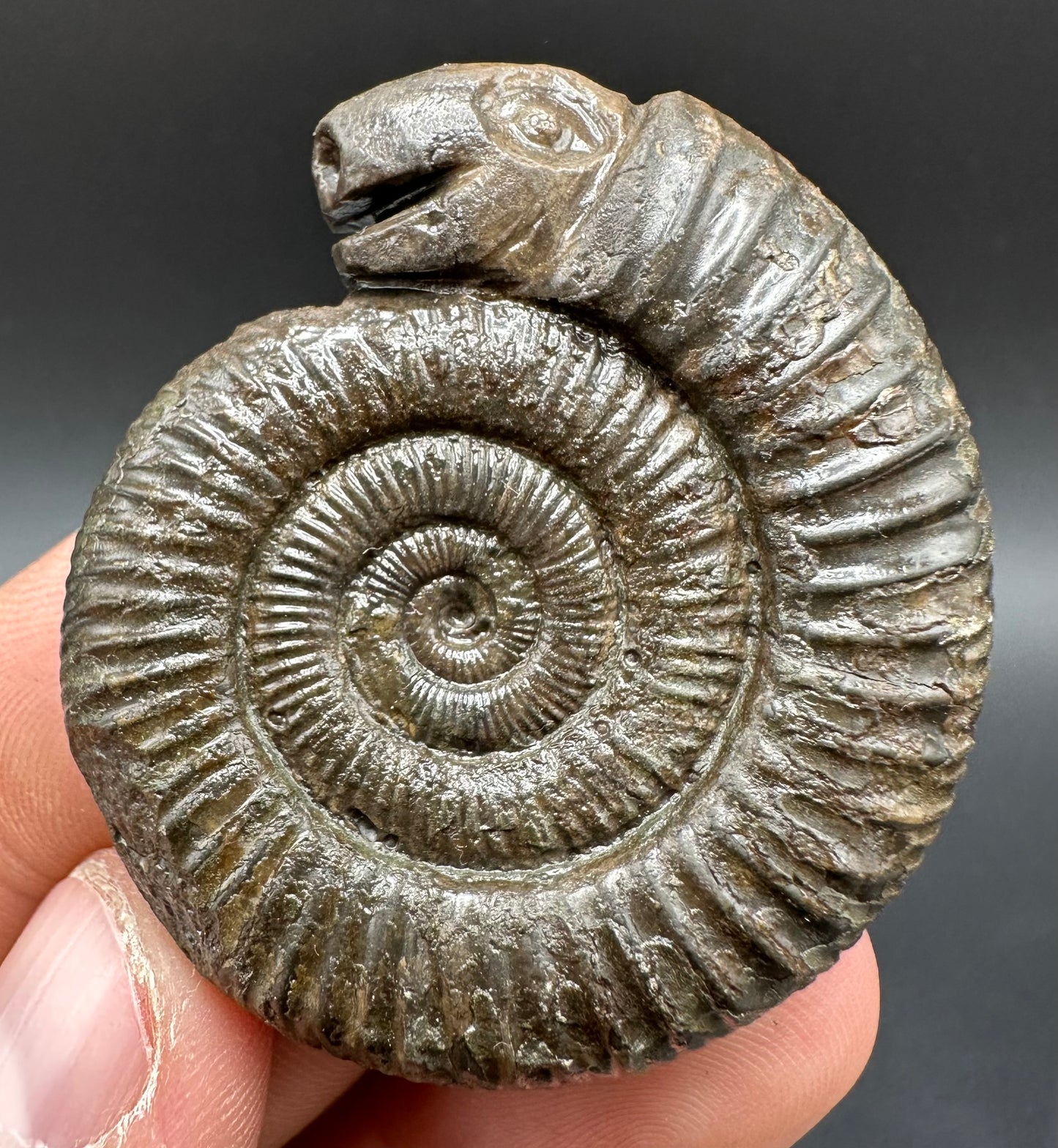 Snakestone Ammonite Fossil With Bag/Box And Stand - Whitby, North Yorkshire Jurassic Coast Yorkshire Fossils