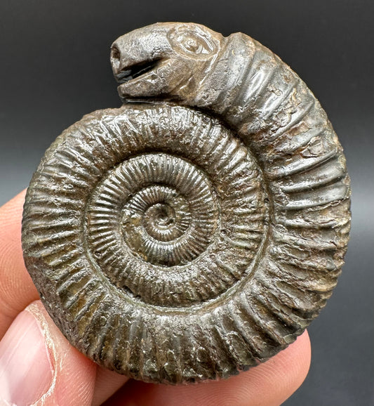 Snakestone Ammonite Fossil With Bag/Box And Stand - Whitby, North Yorkshire Jurassic Coast Yorkshire Fossils