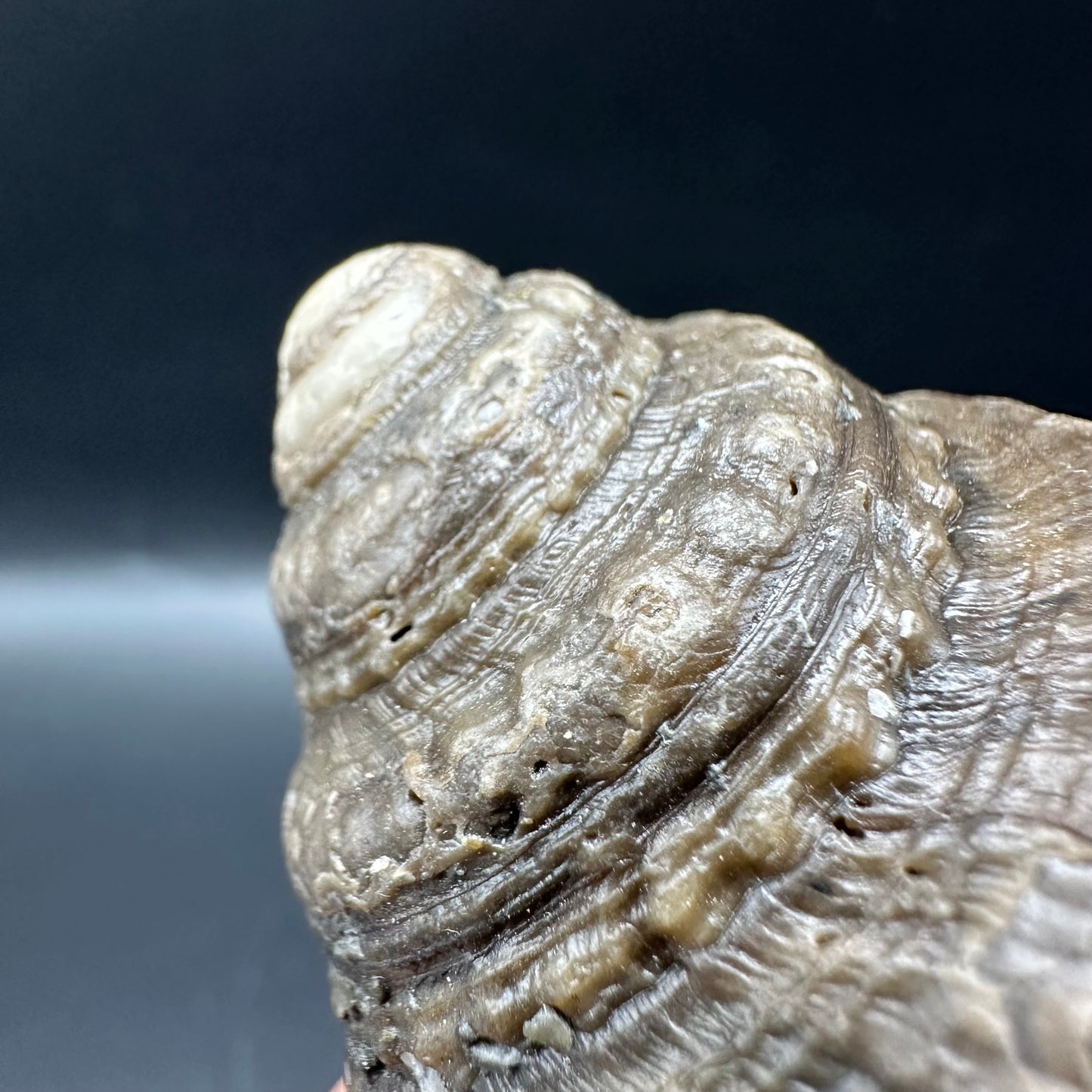 Gastropod Shell Fossil With Box And Stand - Whitby, North Yorkshire, Jurassic Coast, Yorkshire Fossils