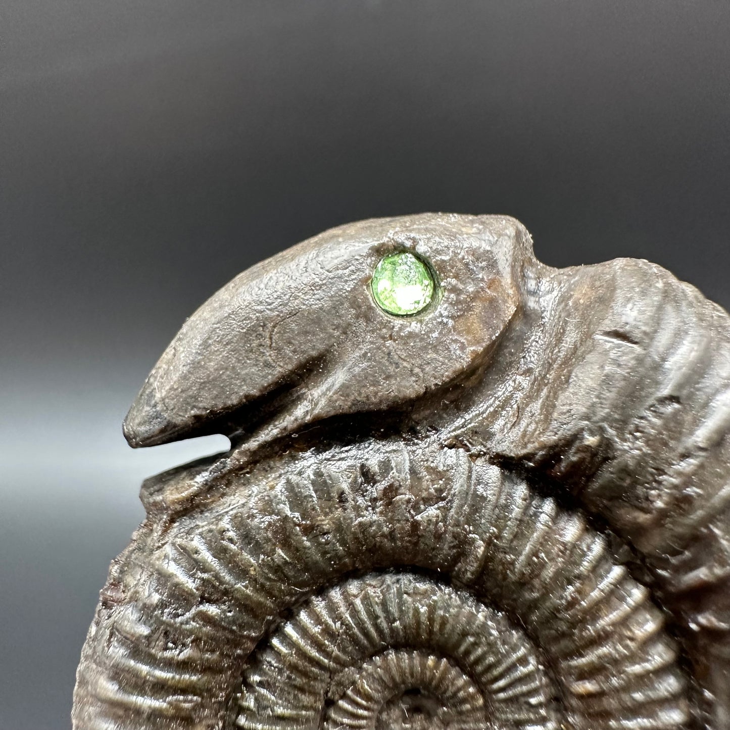 Snakestone Ammonite Fossil With Bag/Box And Stand - Whitby, North Yorkshire Jurassic Coast Yorkshire Fossils