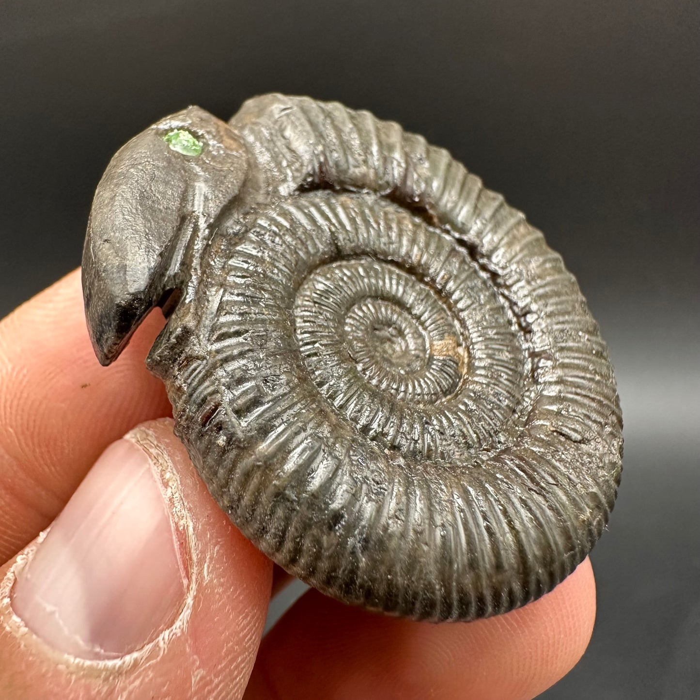 Snakestone Ammonite Fossil With Bag/Box And Stand - Whitby, North Yorkshire Jurassic Coast Yorkshire Fossils