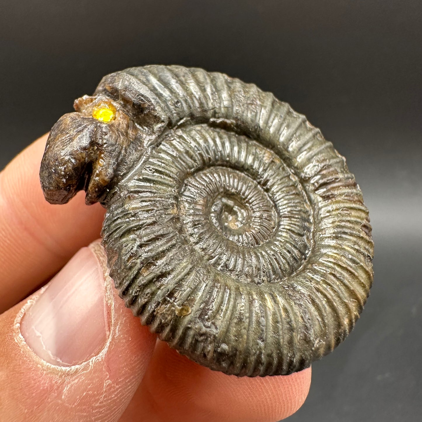 Snakestone Ammonite Fossil With Bag/Box And Stand - Whitby, North Yorkshire Jurassic Coast Yorkshire Fossils