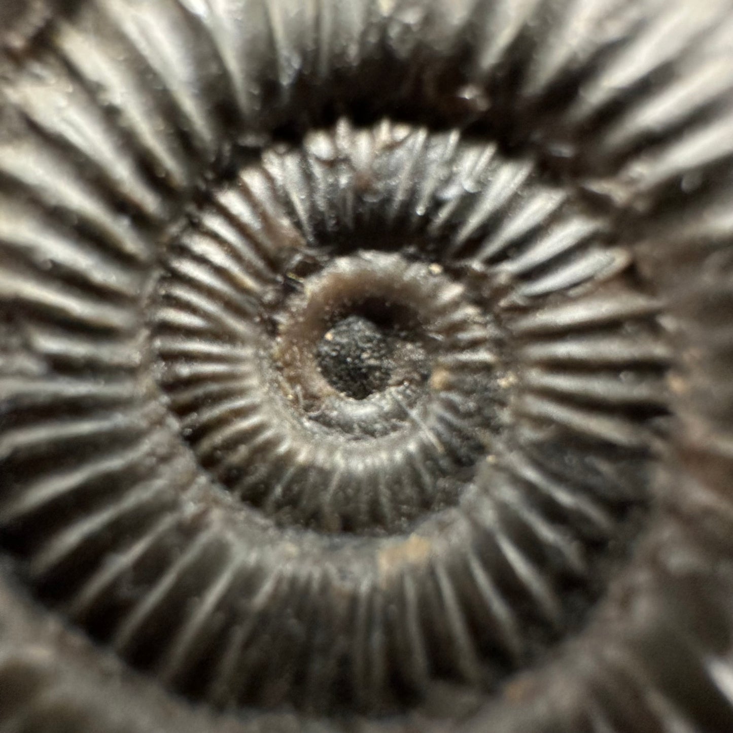 Dactylioceras Ammonite Fossil With Box And Stand - Whitby, North Yorkshire Jurassic Coast Yorkshire Fossils