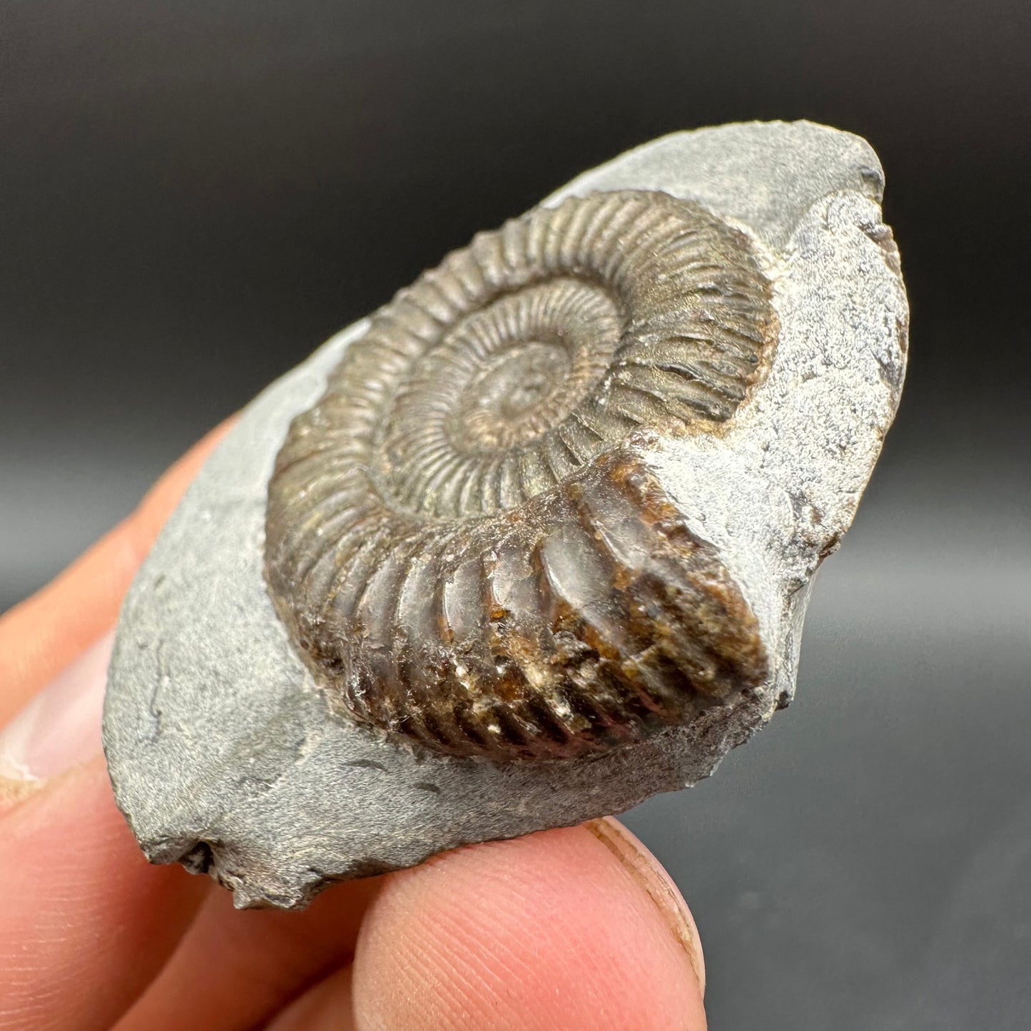 Dactylioceras Ammonite Fossil With Box And Stand - Whitby, North Yorkshire Jurassic Coast Yorkshire Fossils