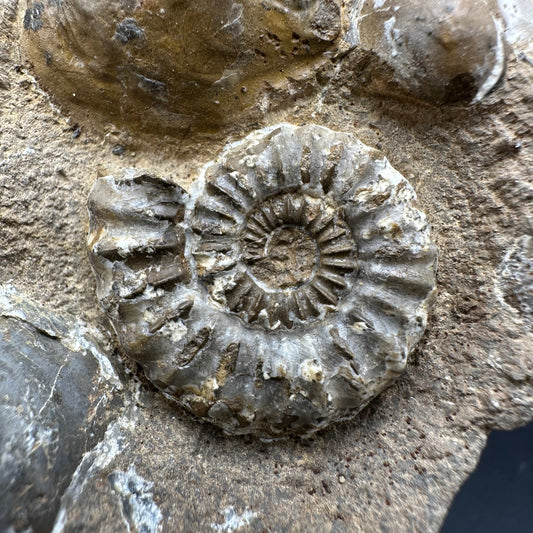 Androgynoceras capricornus Ammonite fossil with box and stand - Whitby, North Yorkshire Jurassic Coast Yorkshire Fossils