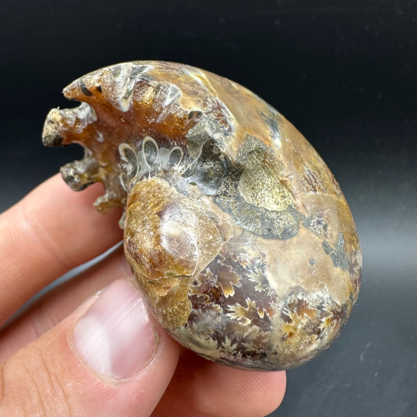 Phylloceras Ammonite Fossil With Box And Stand - Cretaceous Ammonite Madagascar