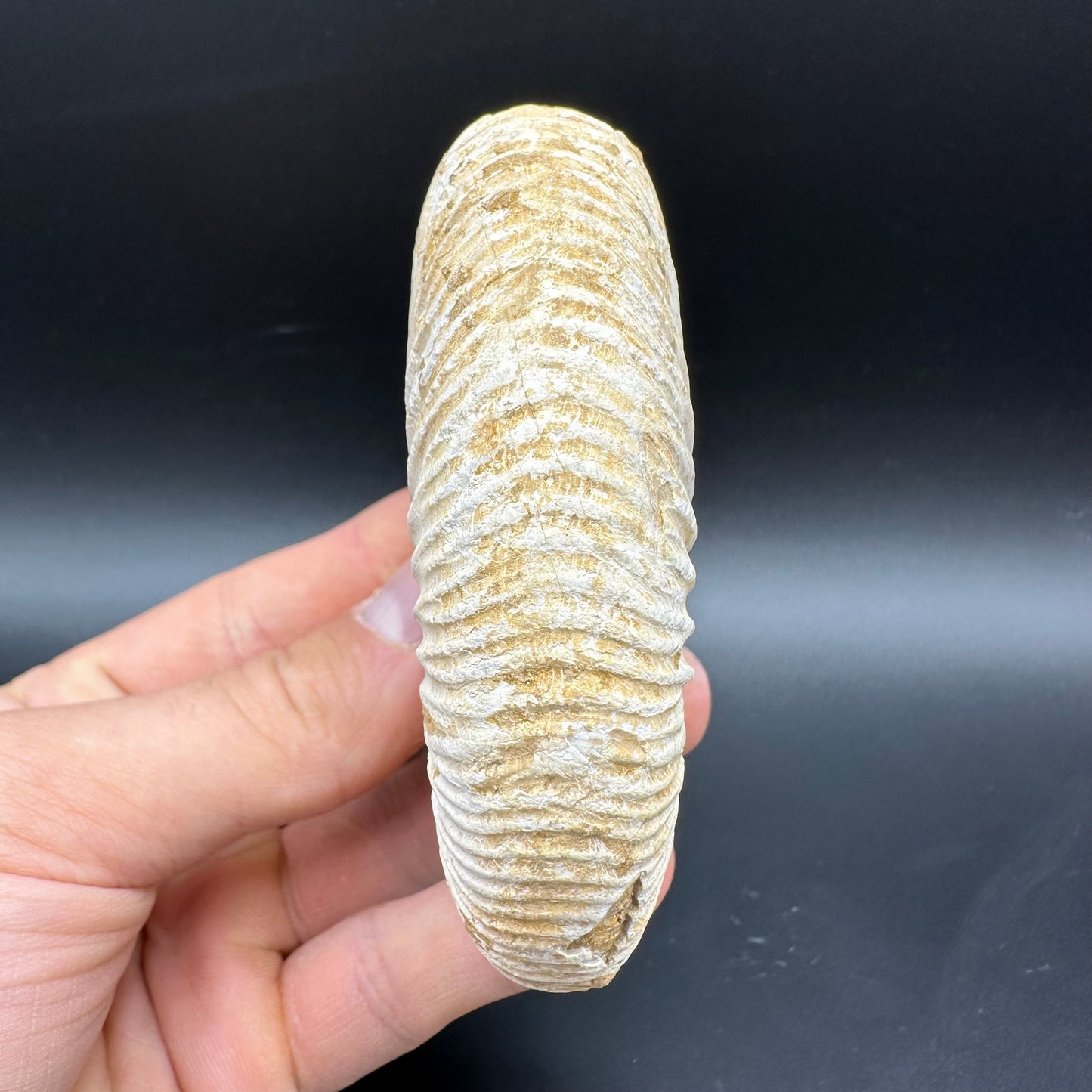 Dichotomosphinctes Ammonite Fossil With Box And Stand - Middle Jurassic Ammonite Madagascar