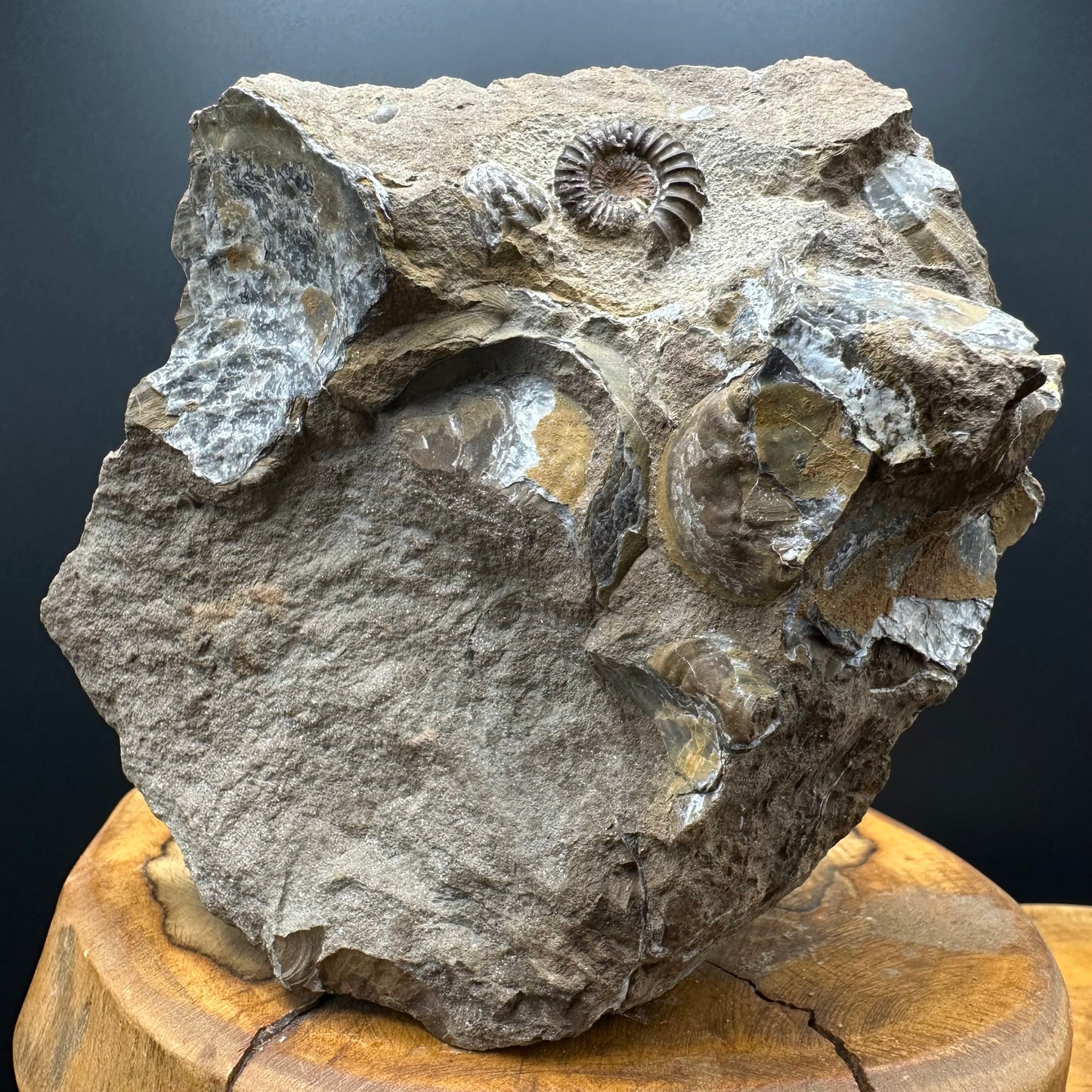 Androgynoceras capricornus Ammonite Fossil With Stand - Whitby, North Yorkshire Jurassic Coast Yorkshire Fossils