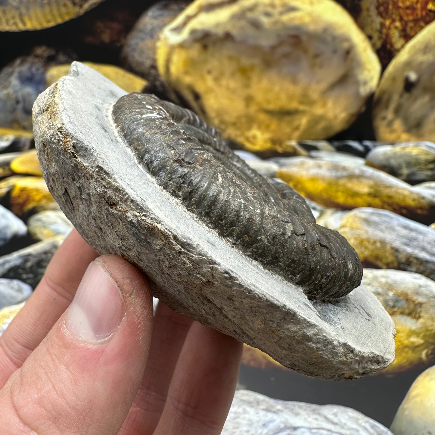 Dactylioceras ammonite fossil - Whitby, North Yorkshire Jurassic Coast