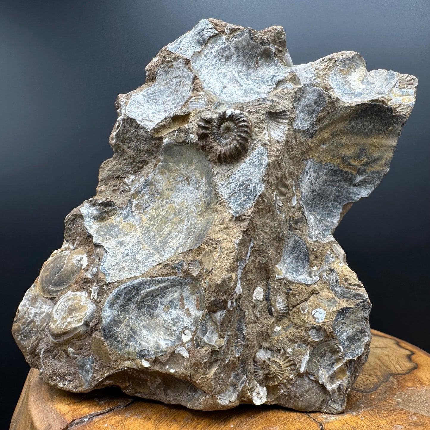 Androgynoceras capricornus Ammonite Fossil With Stand - Whitby, North Yorkshire Jurassic Coast Yorkshire Fossils