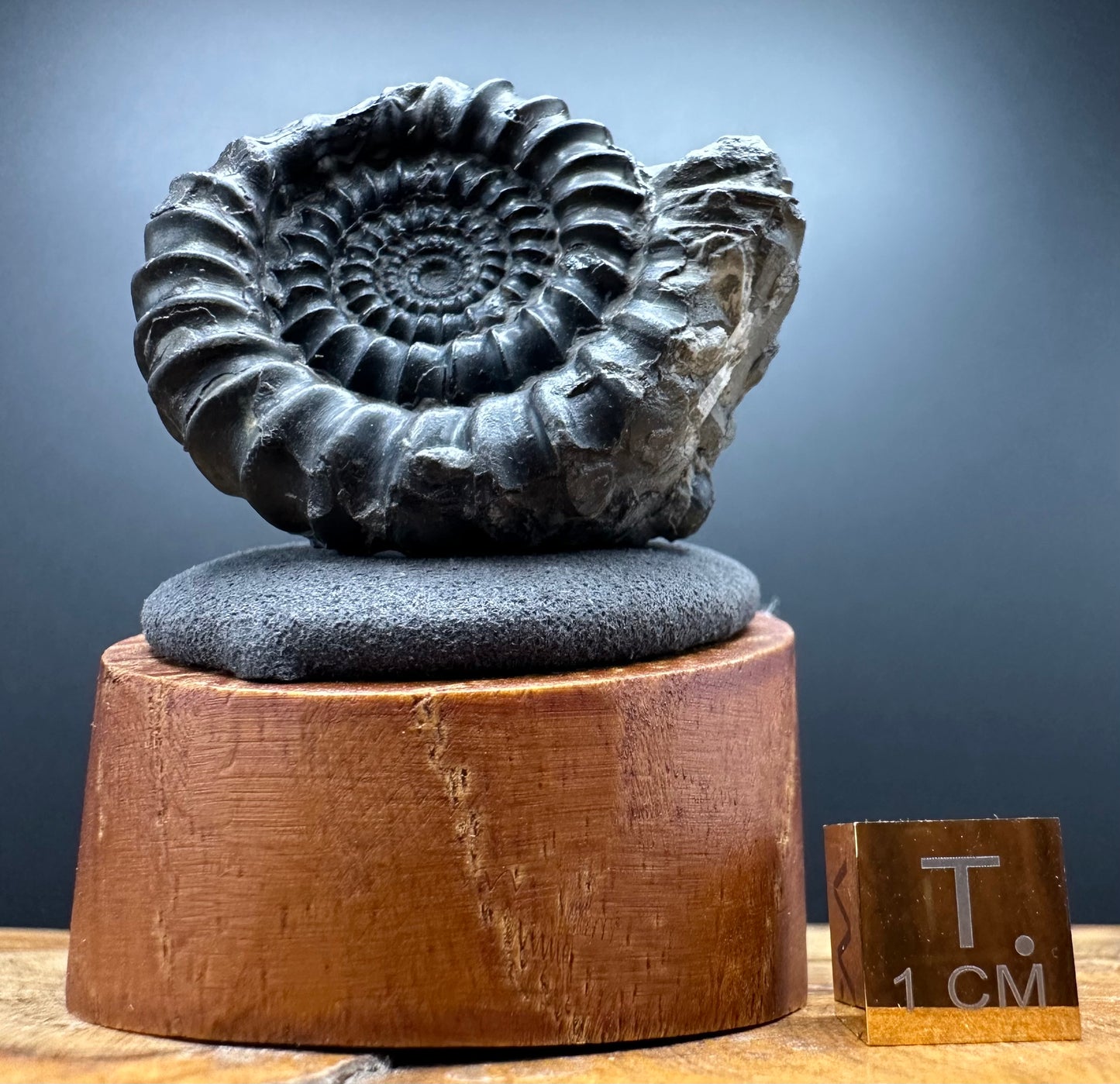 Gagaticeras Ammonite fossil with box and stand - Whitby, North Yorkshire Jurassic Coast Yorkshire Fossils