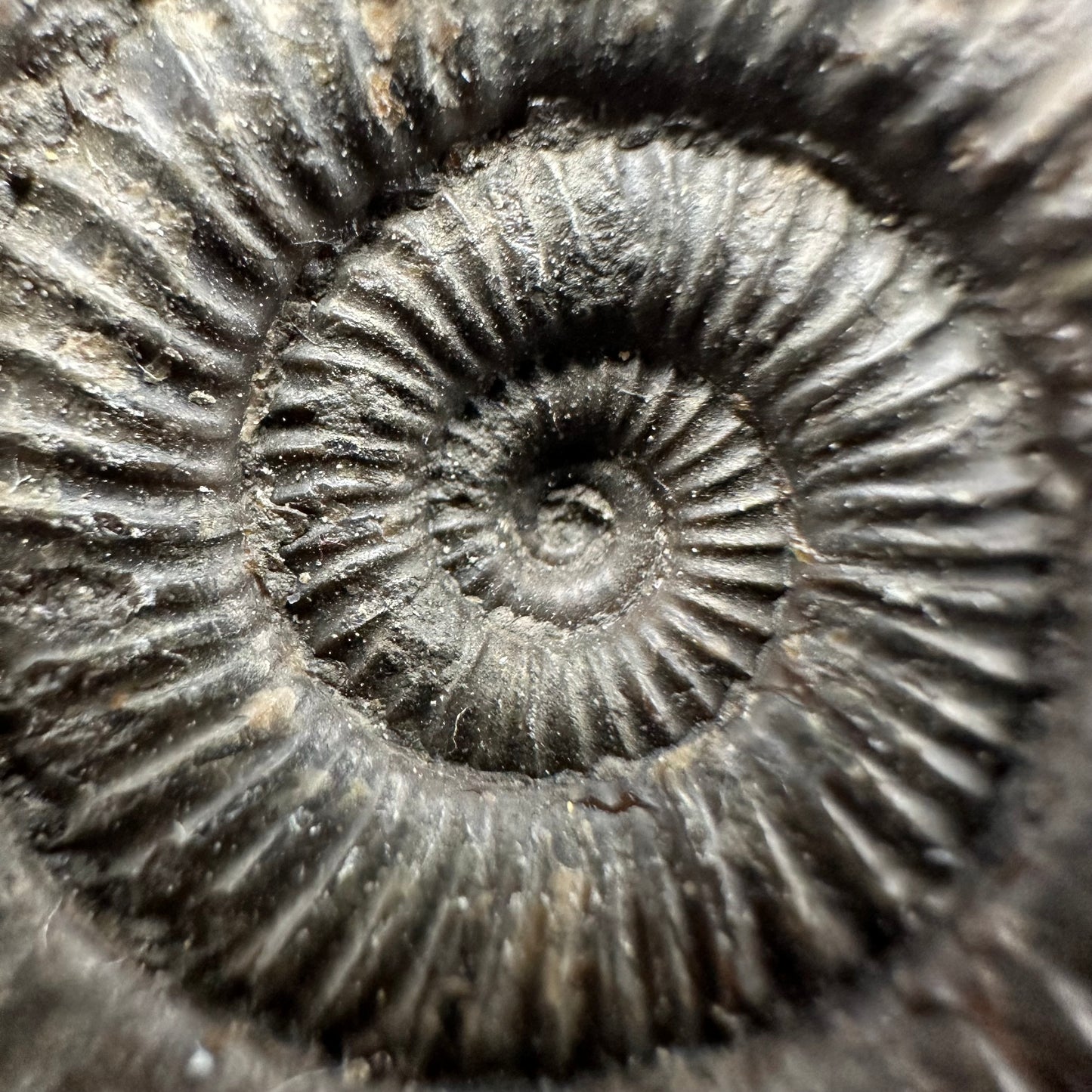 Dactylioceras Ammonite Fossil With Box And Stand - Whitby, North Yorkshire Jurassic Coast Yorkshire Fossils