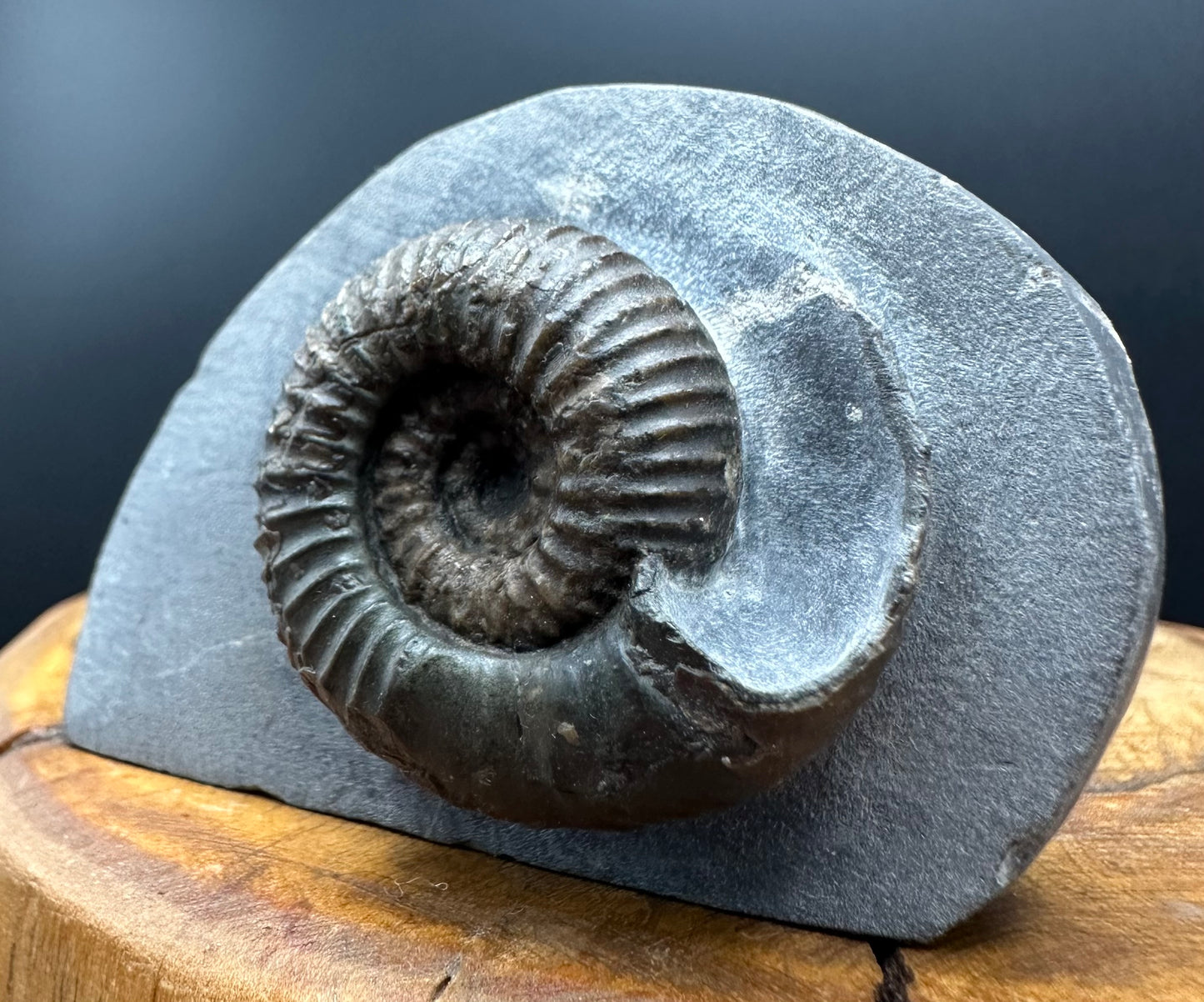 Nodicoeloceras Sp. Ammonite Fossil With Box And Stand - Whitby, North Yorkshire Jurassic Coast Yorkshire Fossils