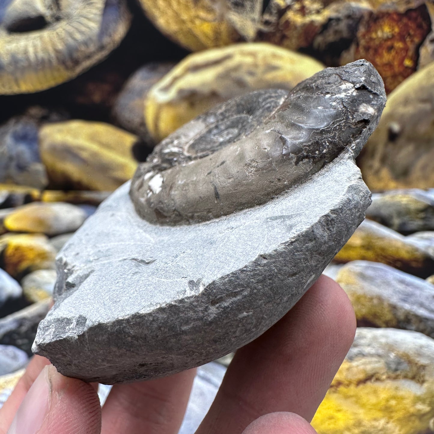 Grammoceras thoaurense ammonite shell fossil - Whitby, North Yorkshire