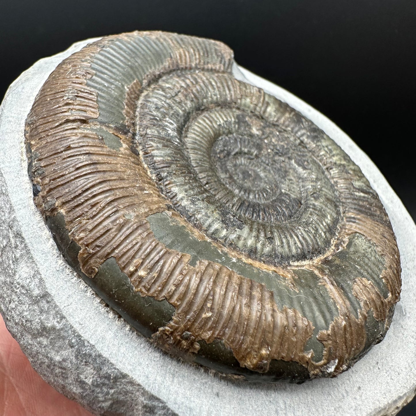 Dactylioceras semicelatum Ammonite fossil with stand - Whitby, North Yorkshire Jurassic Coast Yorkshire Fossils