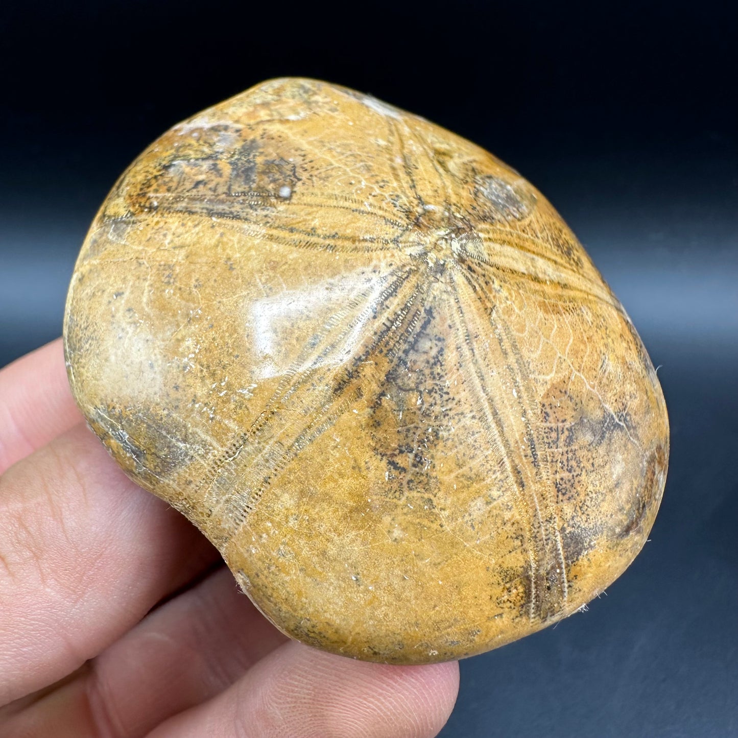 Holectypus Sea Urchin Fossil With Box And Stand - Middle Jurassic Madagascar