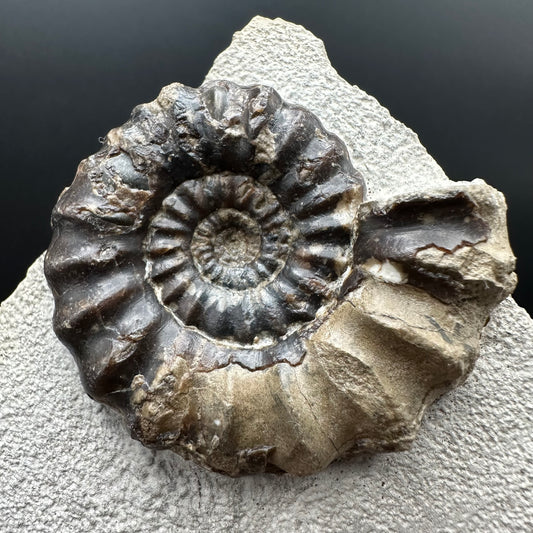 Androgynoceras maculatum ammonite fossil with box and stand - Whitby, North Yorkshire Jurassic Coast Yorkshire Fossils