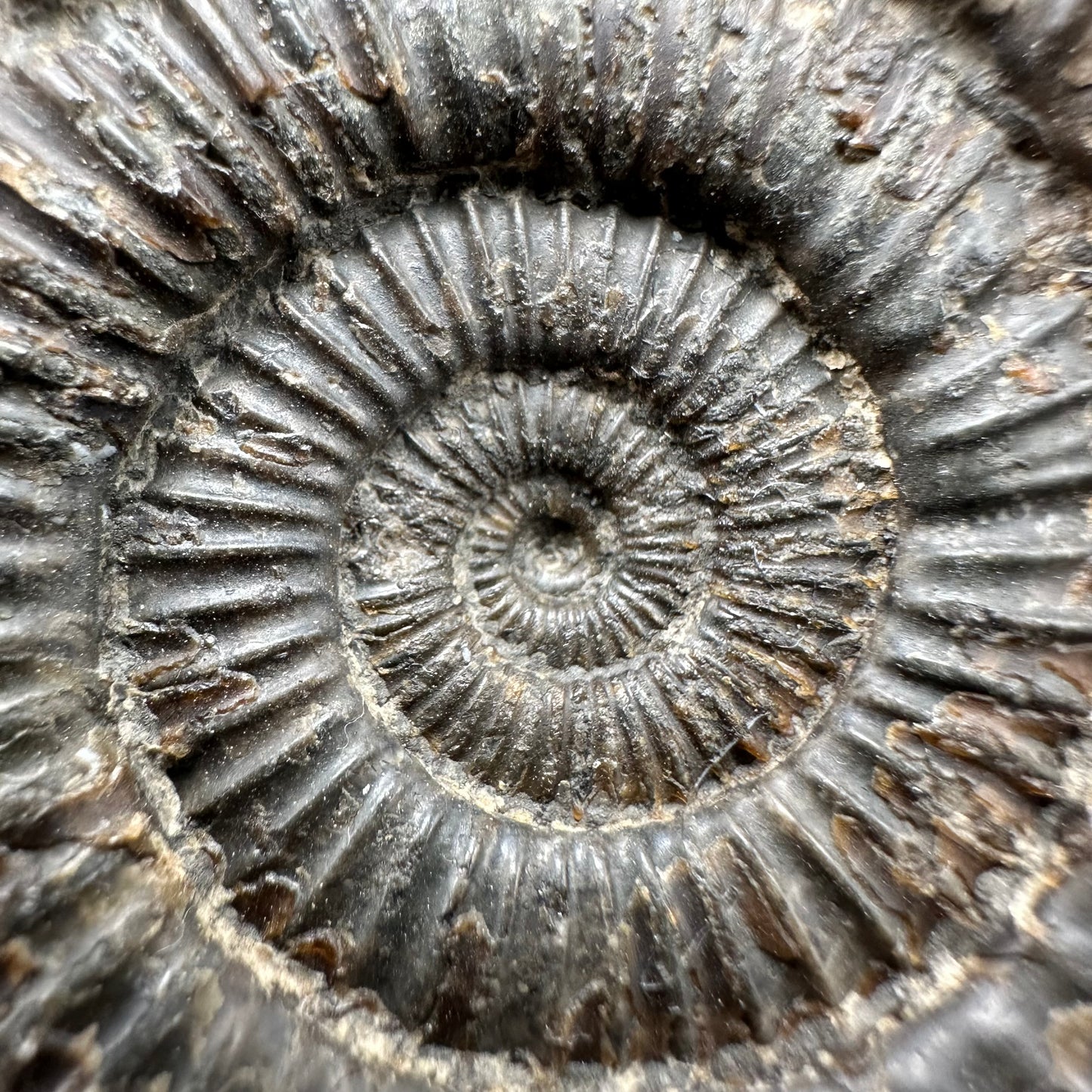 Dactylioceras Ammonite Fossil With box and Stand - Whitby, North Yorkshire Jurassic Coast Yorkshire Fossils