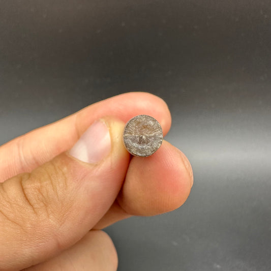 Belemnite (Fossil Squid) shell fossil - Whitby, North Yorkshire Jurassic Coast Yorkshire Fossils