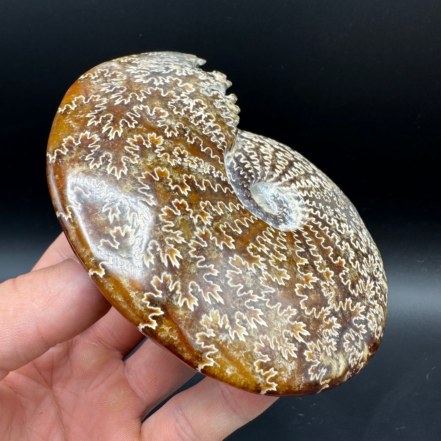 Cleoniceras Ammonite Fossil With Box And Stand - Cretaceous Ammonite Madagascar