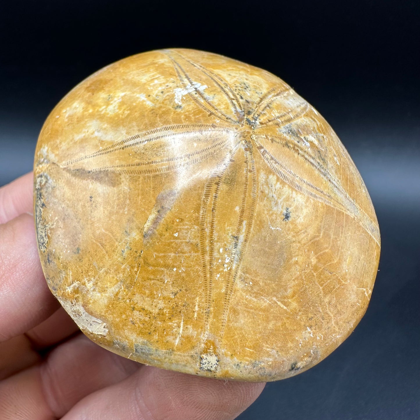 Holectypus Sea Urchin Fossil With Box And Stand - Middle Jurassic Madagascar
