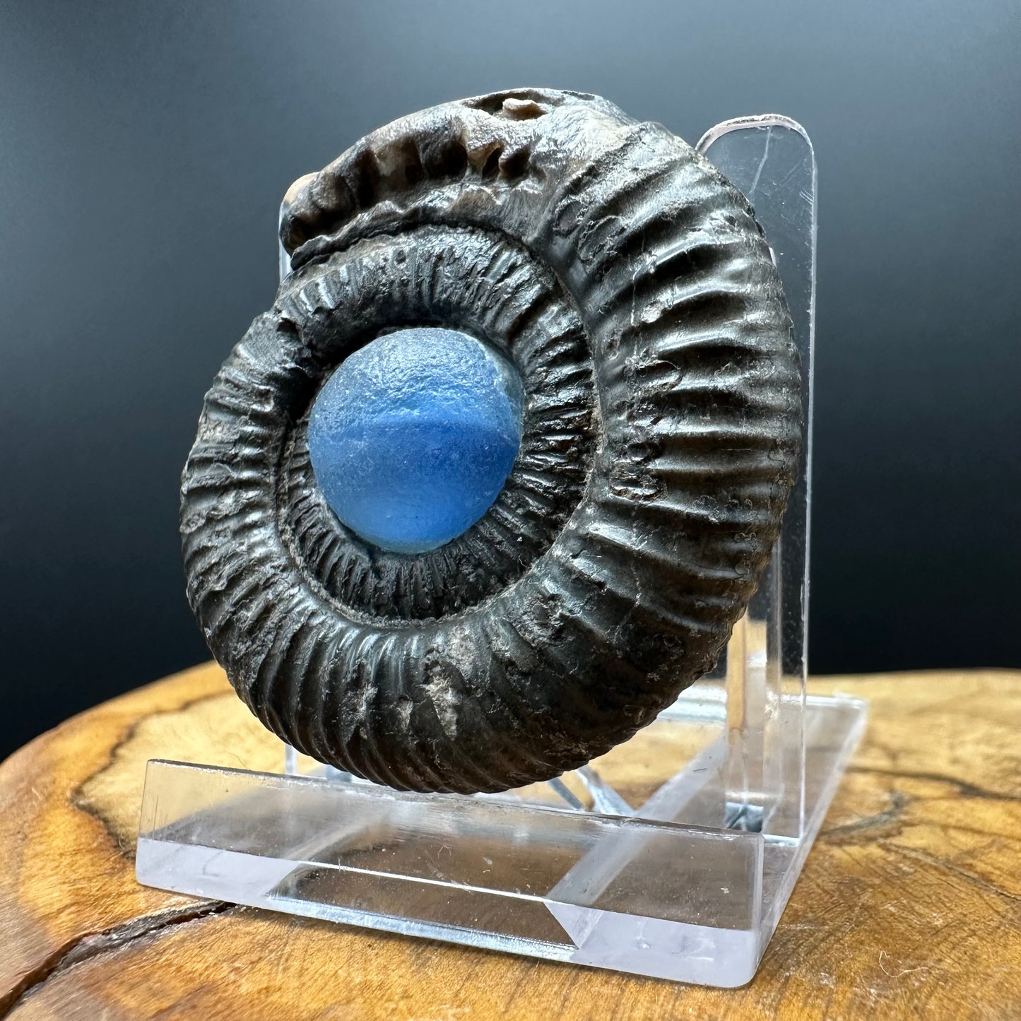 Snakestone Ammonite Fossil With Bag/Box And Stand - Whitby, North Yorkshire Jurassic Coast Yorkshire Fossils