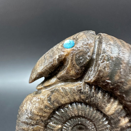 Snakestone Ammonite Fossil With Bag/Box And Stand - Whitby, North Yorkshire Jurassic Coast Yorkshire Fossils