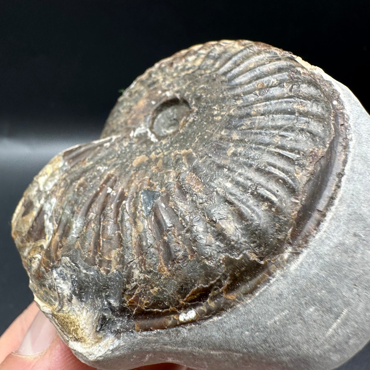 Pseudolioceras lythense Ammonite fossil with box and stand - Whitby, North Yorkshire, Yorkshire Fossils on the Jurassic Coast