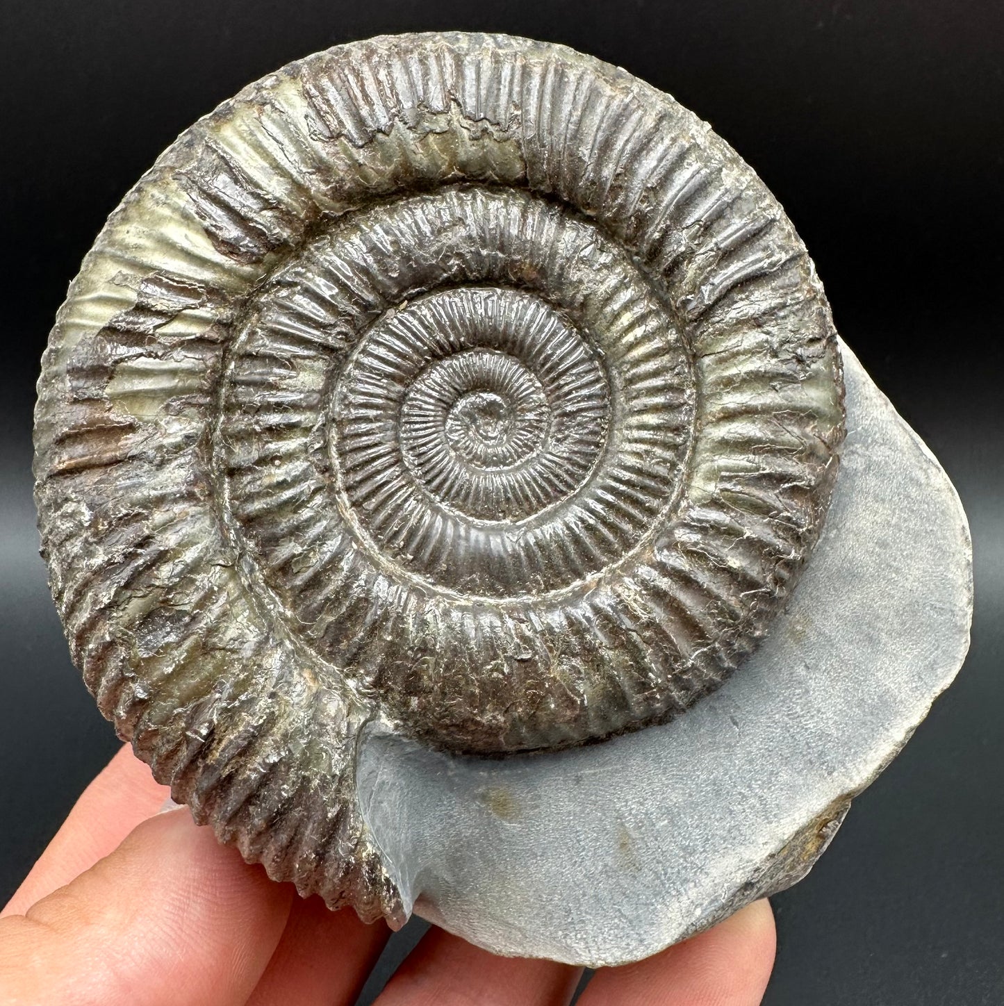 Dactylioceras Ammonite Fossil With Box And Stand - Whitby, North Yorkshire Jurassic Coast Yorkshire Fossils