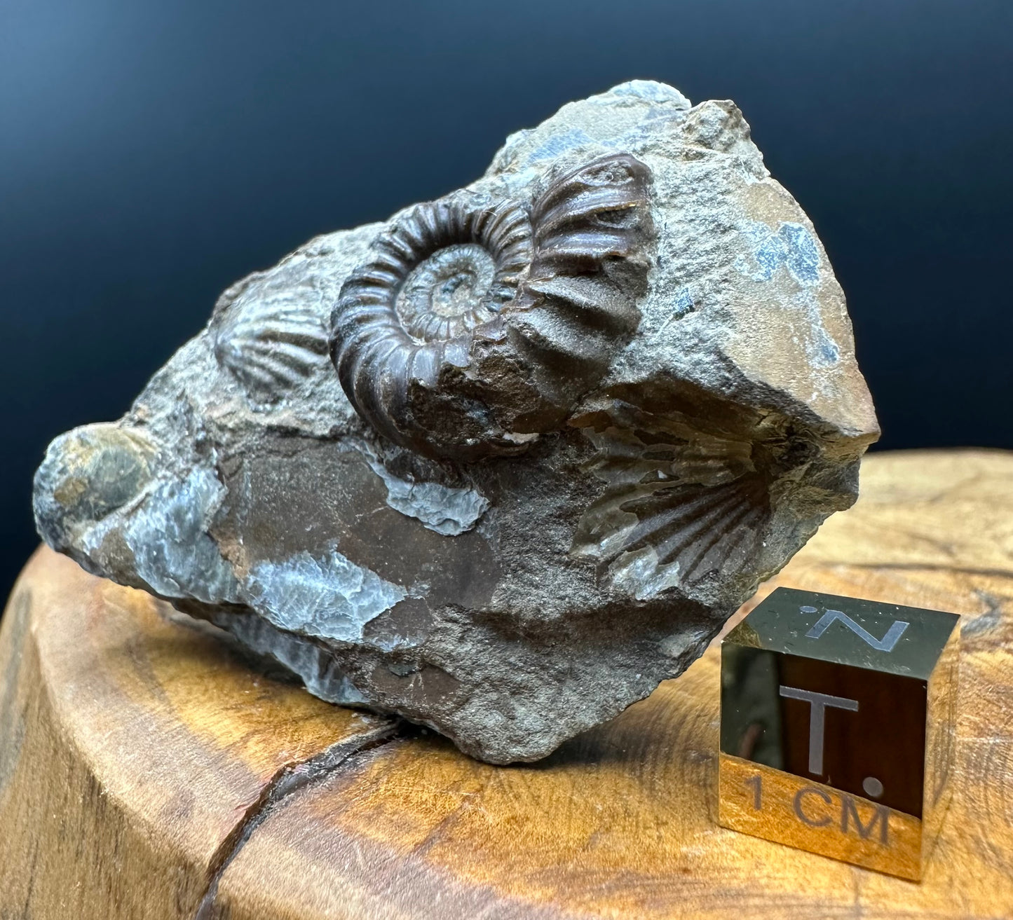 Androgynoceras capricornus Ammonite Fossil With Box And Stand - Whitby, North Yorkshire Jurassic Coast Yorkshire Fossils