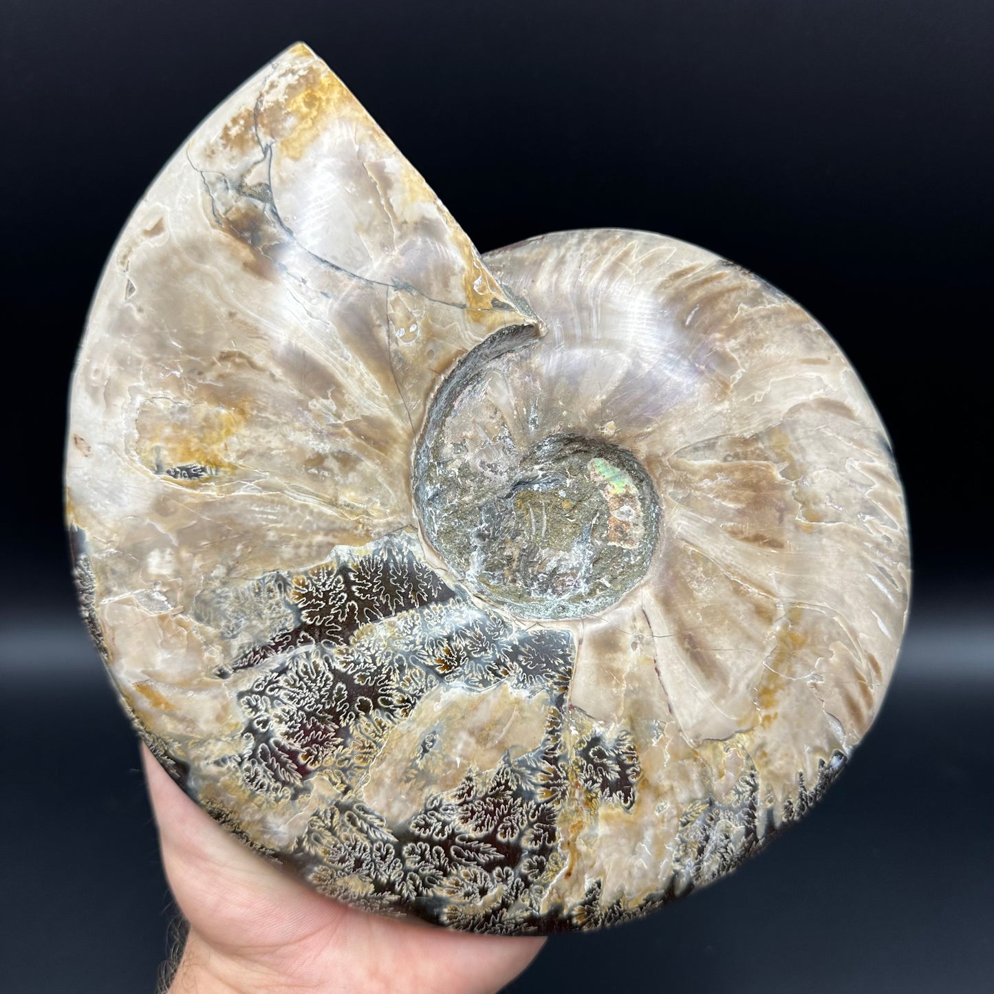 Cleoniceras Ammonite Fossil With Stand - Cretaceous Ammonite Madagascar