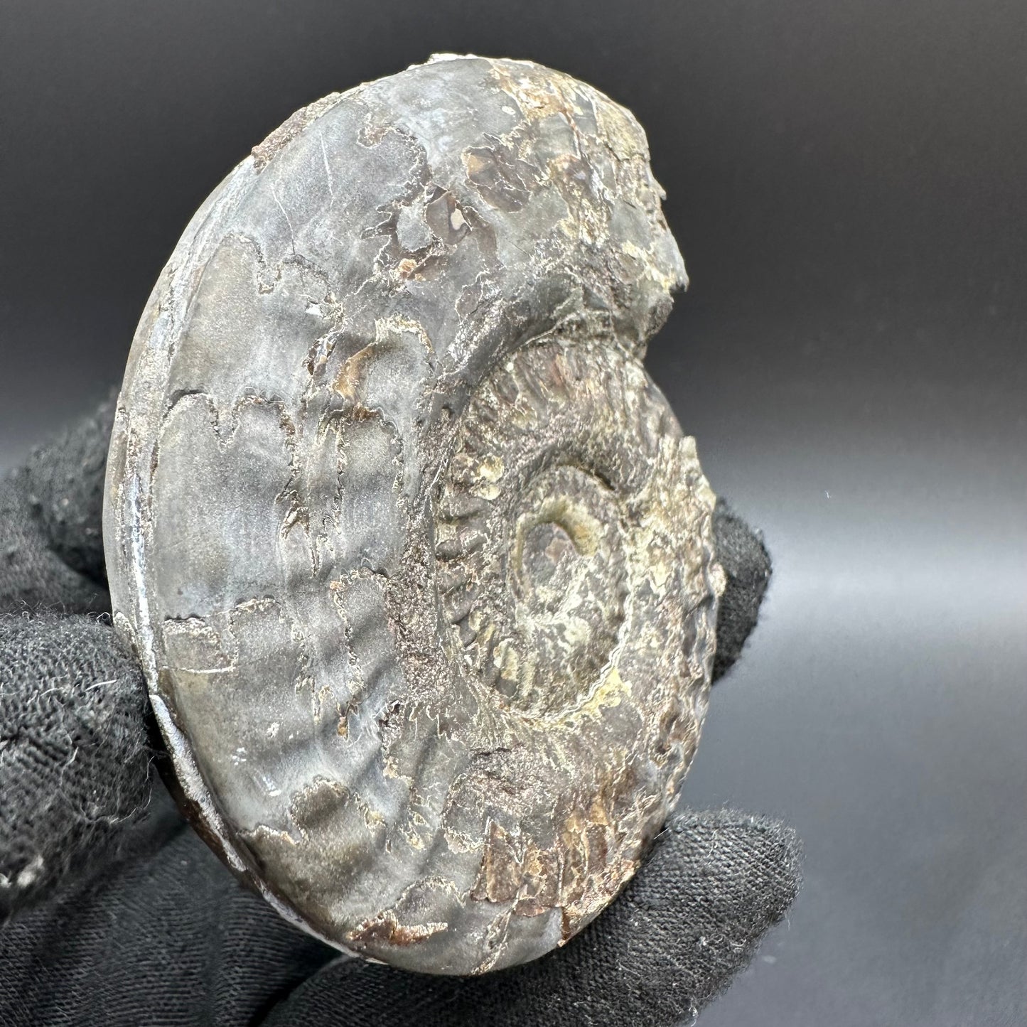 Golden Hildoceras lusitanicum Ammonite fossil with box and stand - Whitby, North Yorkshire, Jurassic Coast, Yorkshire Fossils from the Jurassic Coast
