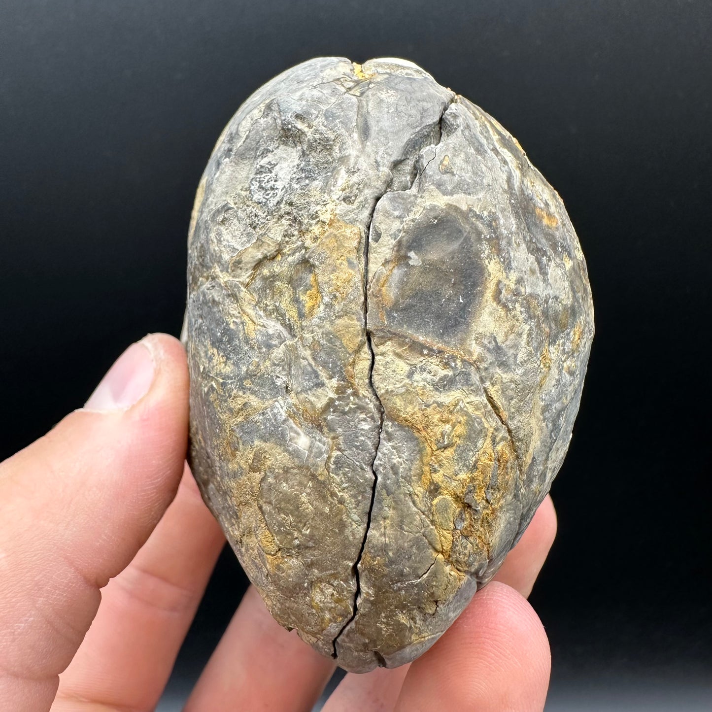 Dactylioceras Ammonite nodule (split pair) Fossil With Box And Stand - Whitby, North Yorkshire Jurassic Coast Yorkshire Fossils