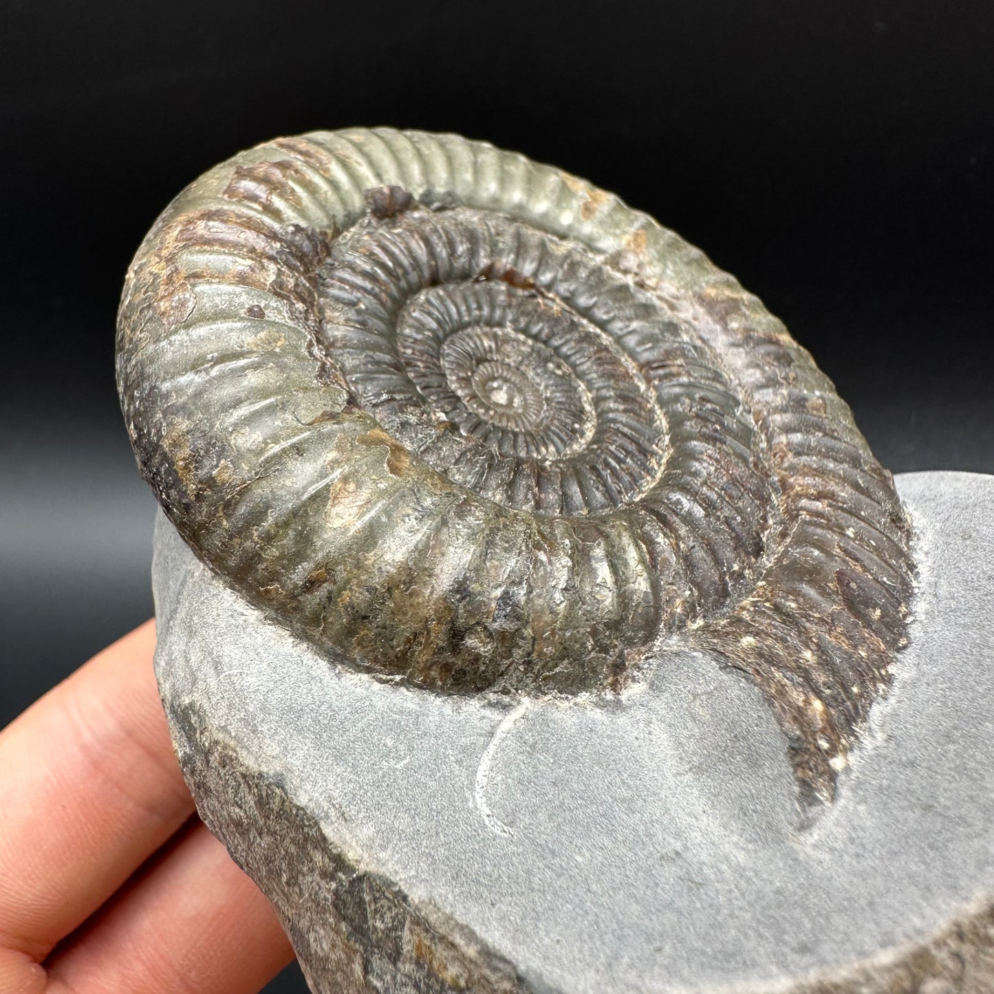 Dactylioceras Ammonite Fossil With box and Stand - Whitby, North Yorkshire Jurassic Coast Yorkshire Fossils