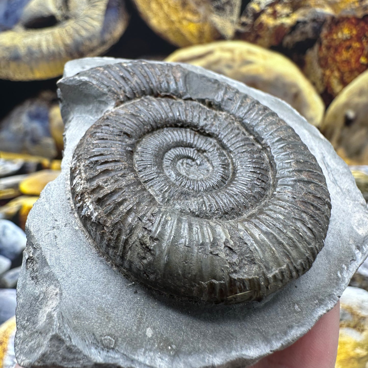 Dactylioceras ammonite fossil - Whitby, North Yorkshire Jurassic Coast