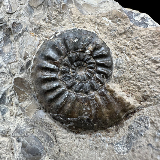 Amaltheus subnodosus Ammonite fossil with box and stand - Whitby, North Yorkshire Jurassic Coast Yorkshire Fossils