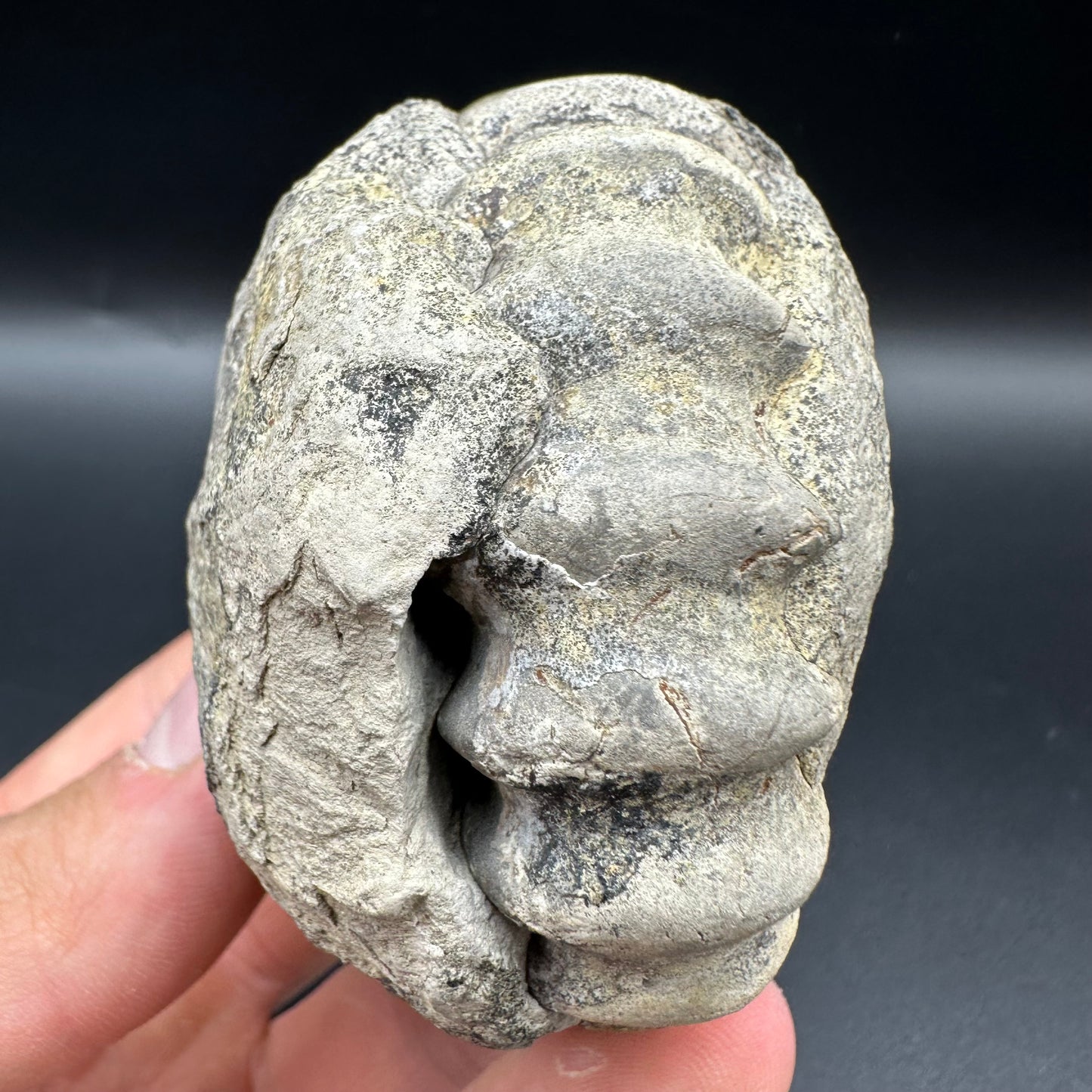 Androgynoceras maculatum ammonite fossil with box and stand - Whitby, North Yorkshire Jurassic Coast Yorkshire Fossils