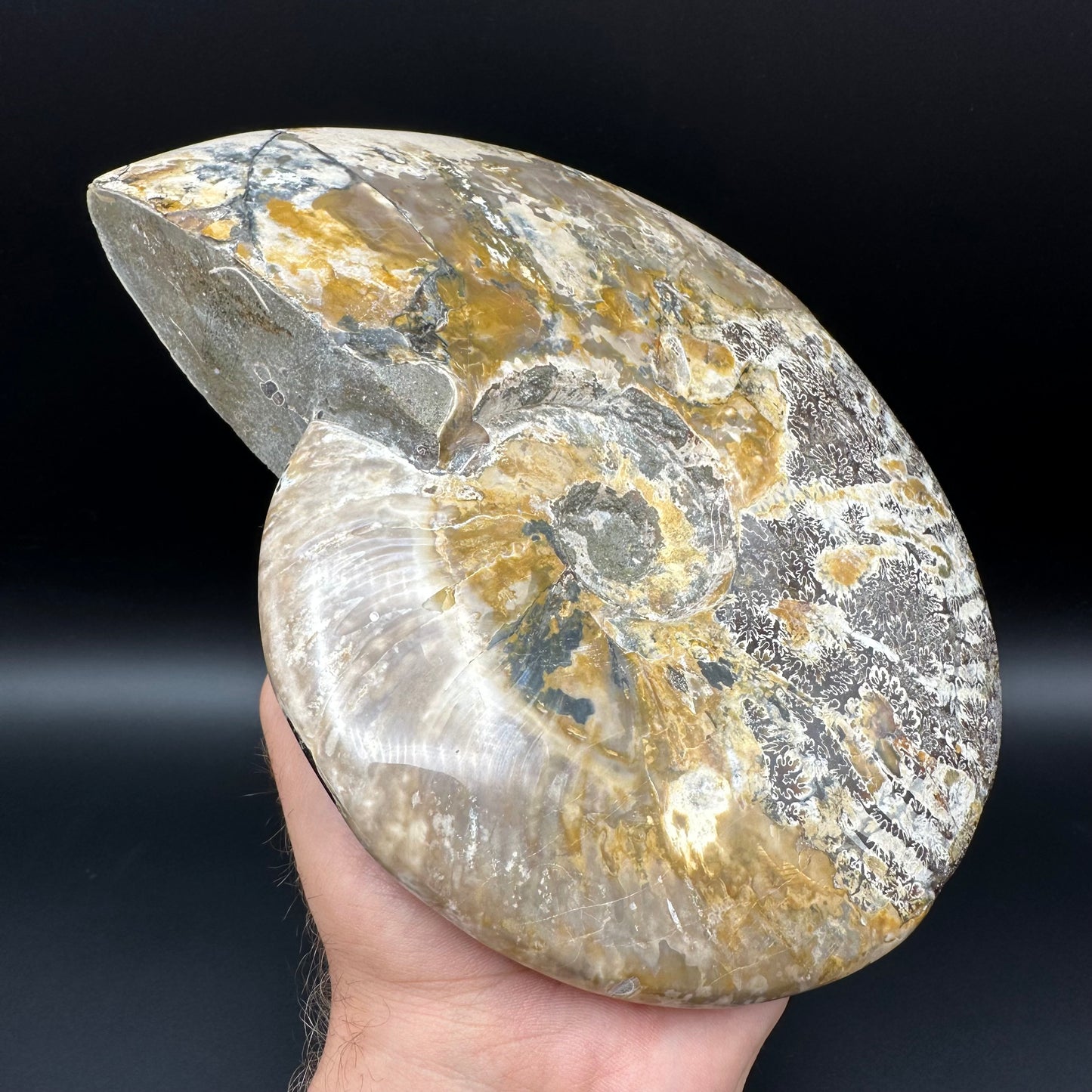 Cleoniceras Ammonite Fossil With Stand - Cretaceous Ammonite Madagascar