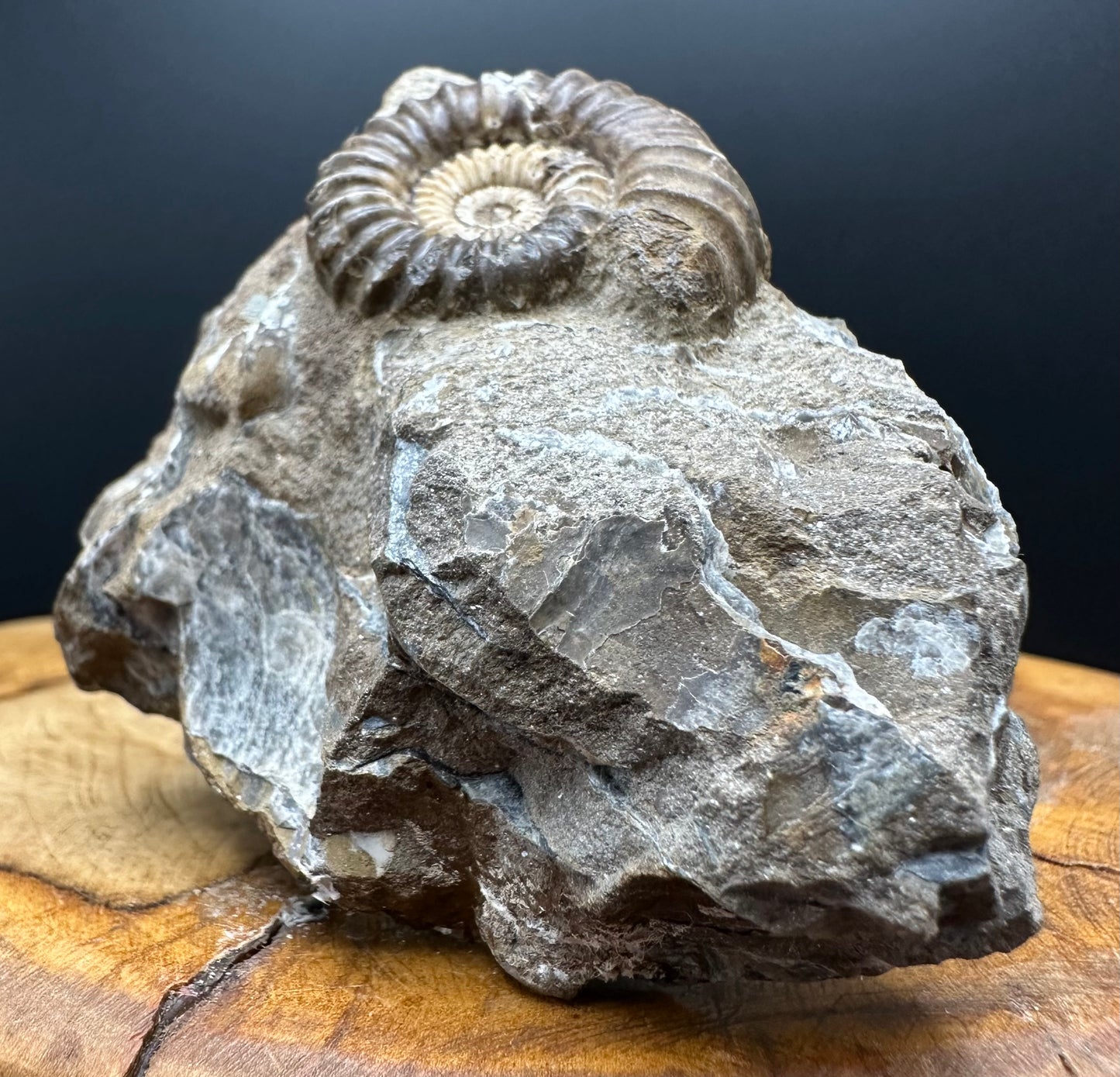 Androgynoceras capricornus Ammonite Fossil With box and Stand - Whitby, North Yorkshire Jurassic Coast Yorkshire Fossils