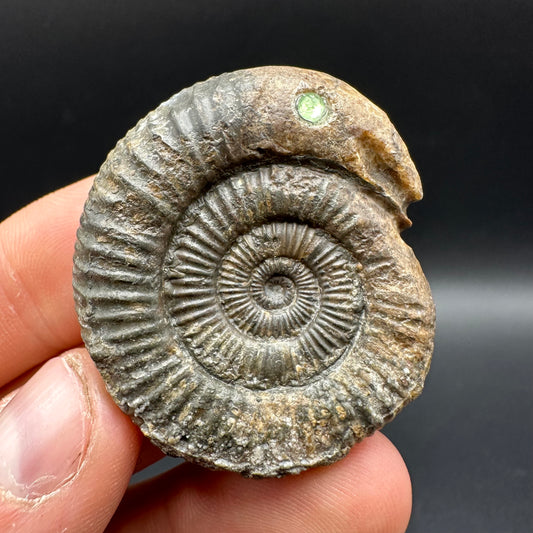 Snakestone Ammonite Fossil With Bag/Box And Stand - Whitby, North Yorkshire Jurassic Coast Yorkshire Fossils