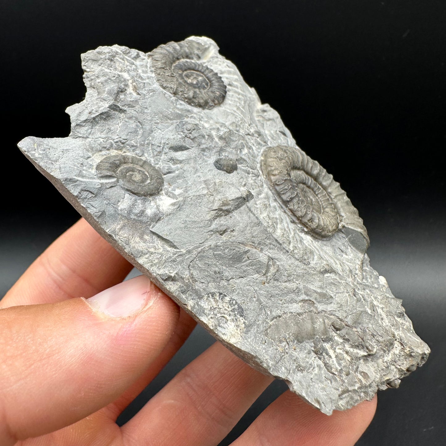Arnioceras ammonite shell fossil with box and stand - Whitby, North Yorkshire Jurassic Coast Yorkshire Fossils