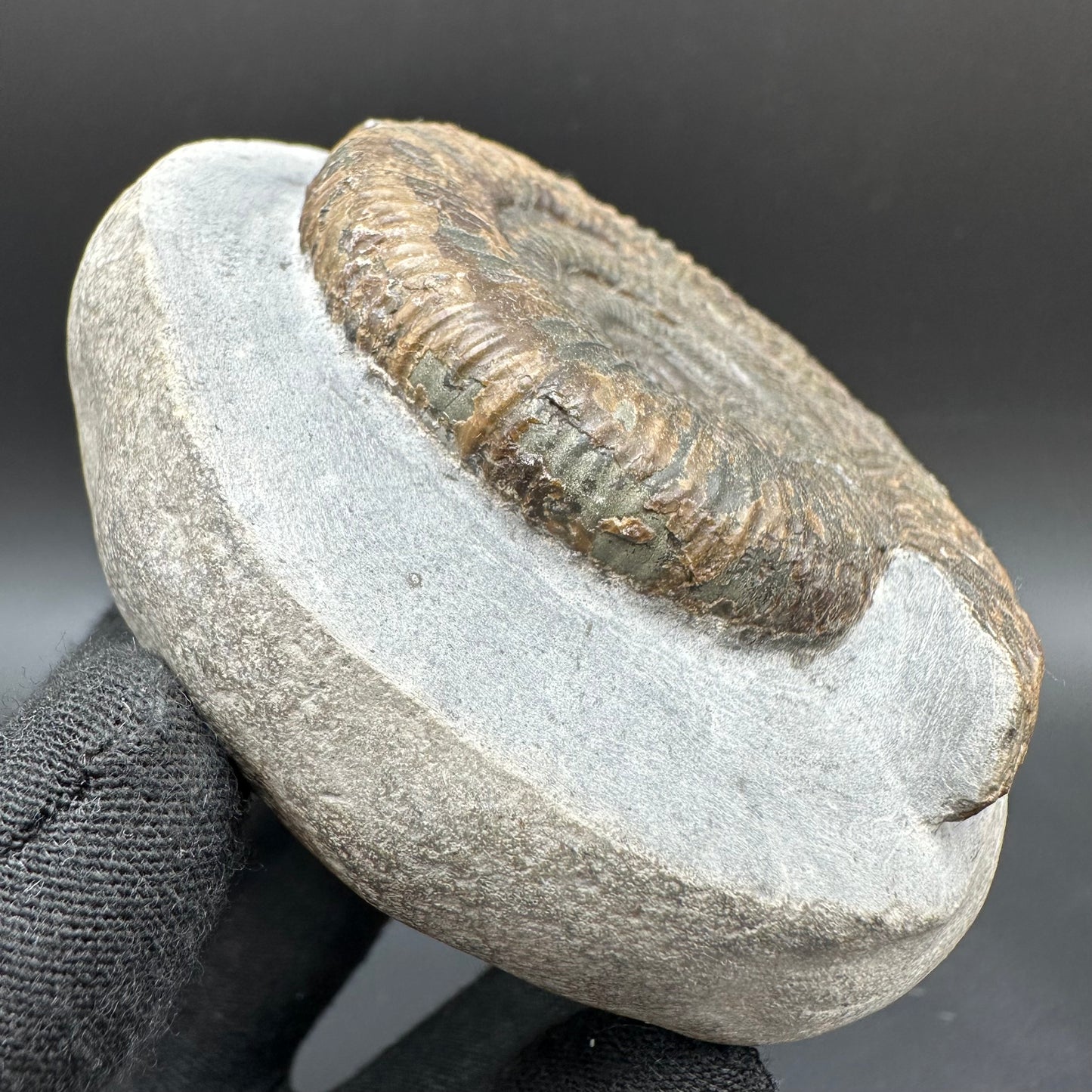 Dactylioceras Ammonite Fossil With Box And Stand - Whitby, North Yorkshire Jurassic Coast Yorkshire Fossils
